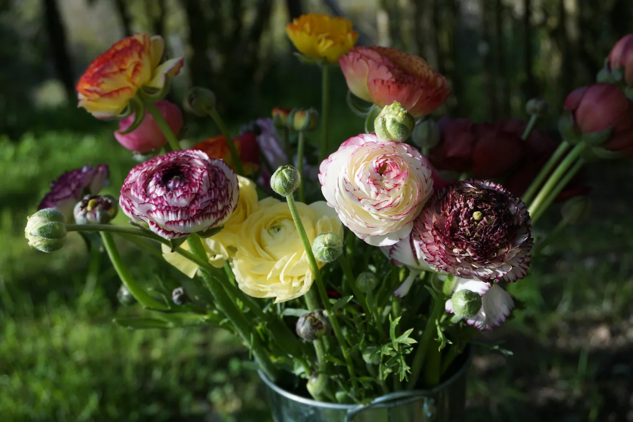 Flores frescas de Herbaria en temporada