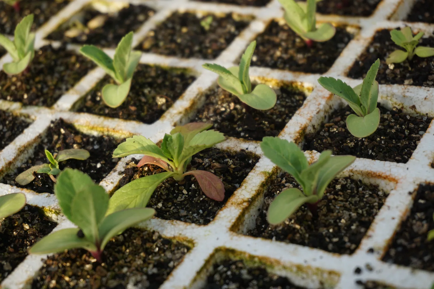 Semilleros de flores en el cultivo de Herbaria